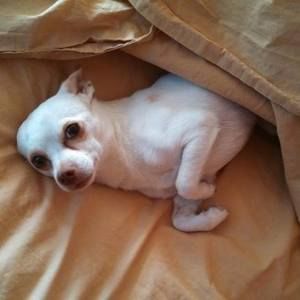 Meet your Posher, Patricia